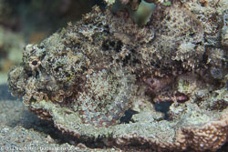 BD-121129-Aqaba-7683-Scorpaenopsis-barbata-(Rüppell.-1838)-[Bearded-scorpionfish].jpg